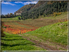 foto Colline Marosticane in Autunno